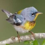 image of bird