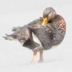 image of bird