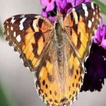 image of animal