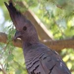 image of bird