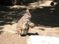 image of wallaby