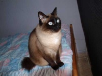 image of siamese #21