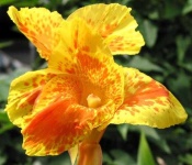 image of flower