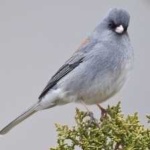 image of bird