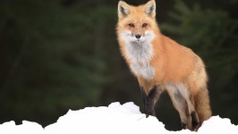 image of animal