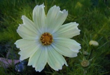 image of flower