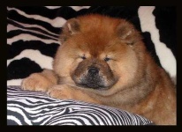 image of chow