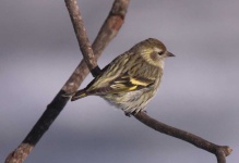 image of animal