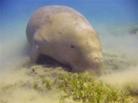 image of dugong