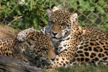 image of jaguar_car