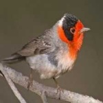 image of bird