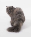 image of persian_cat #26