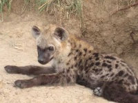 image of hyena