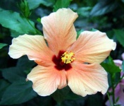 image of flower