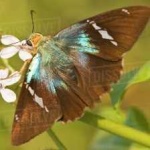 image of animal