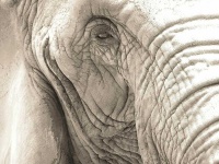 image of animal