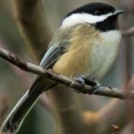 image of bird