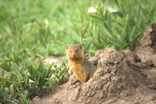 image of mongoose