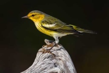 image of warbler