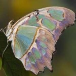 image of animal