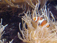image of anemone_fish