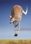 image of animal