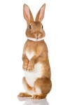 image of animal