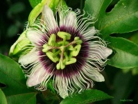 image of flower
