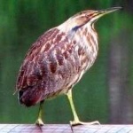 image of bird