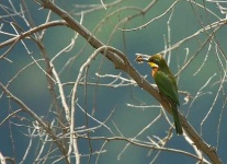 image of bee_eater #31