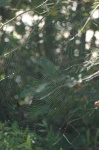 image of spider_web