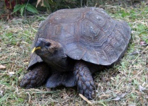 image of animal