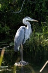 image of heron