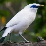 image of bali_starling #22