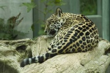 image of jaguar_car