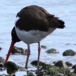 image of oyster_catcher