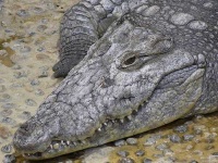 image of african_crocodile
