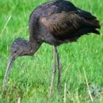 image of bird