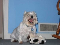 image of west_highland_white_terrier