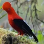 image of bird