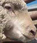 image of animal