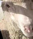 image of animal