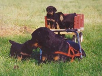 image of rottweiler