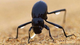 image of animal