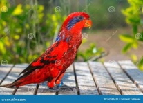 image of lory