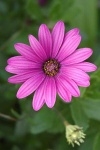 image of flower