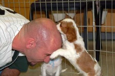 image of blenheim_spaniel