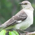 image of bird