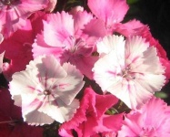 image of flower