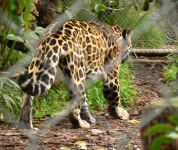 image of jaguar_car